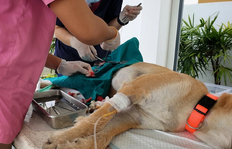 What Is the Cost to Spay or Neuter a Dog in Australia? 2026 Price Update