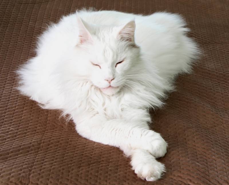 Why Do Some Maine Coons Have Extra Toes? Polydactyl Cats Explained