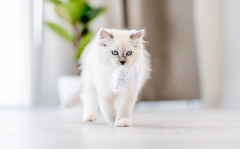 How to Get Rid of Cat Dander: 10 Vet-Approved Tips