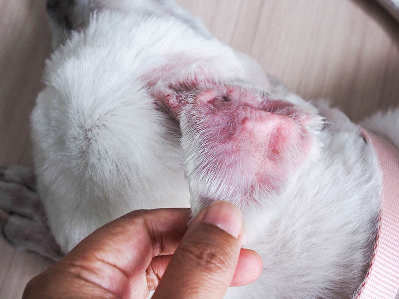 What Is the Cost of a Dog’s Ear Hematoma Surgery? 2026 Price Guide