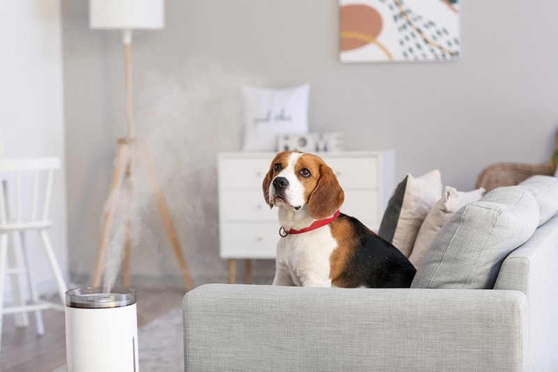 Beagle dog sitting with humidifier