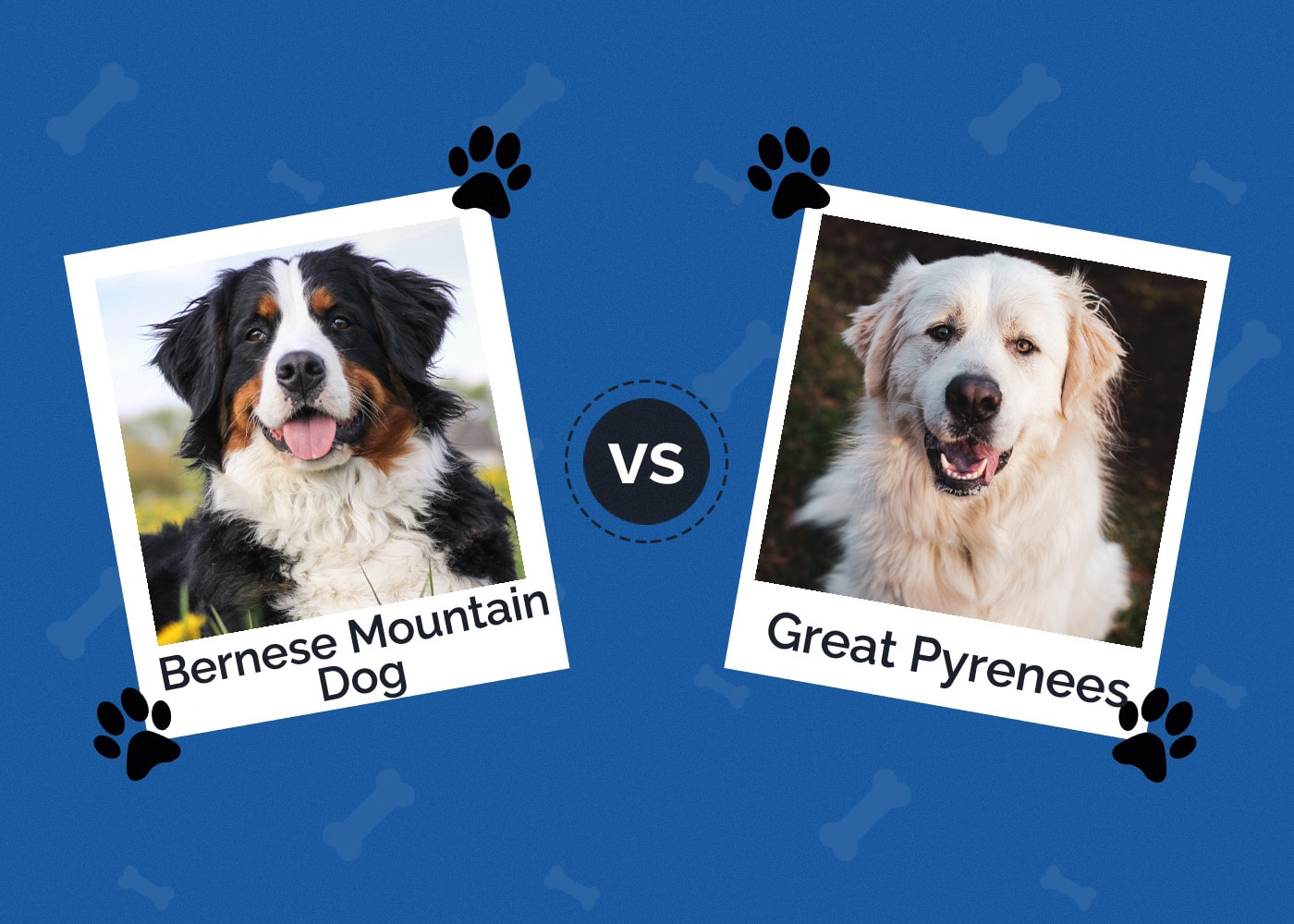 Bernese Mountain Dog vs. Great Pyrenees: Differences Explained (With Pictures)