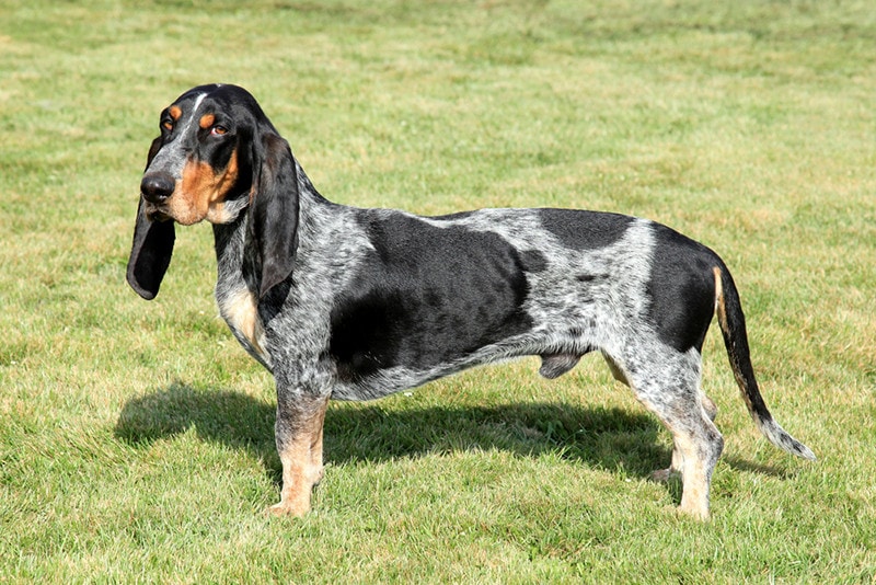Blue Gascony Basset: Info, Pictures, Care Guide & Traits