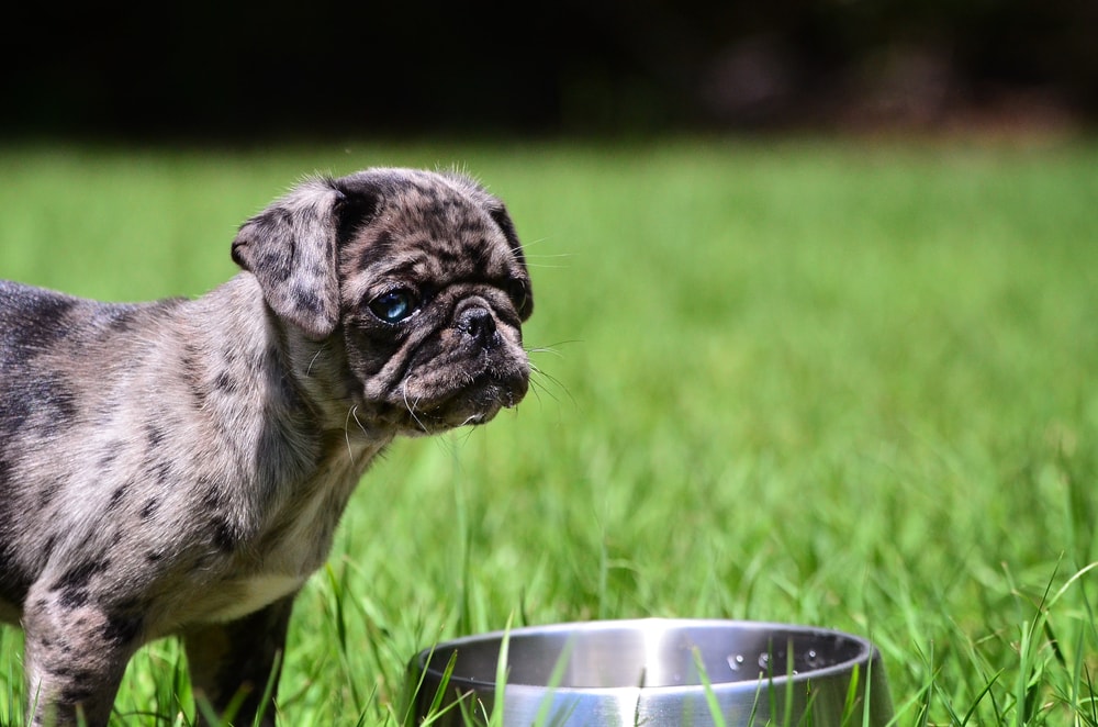 Blue eyed merle pug puppy
