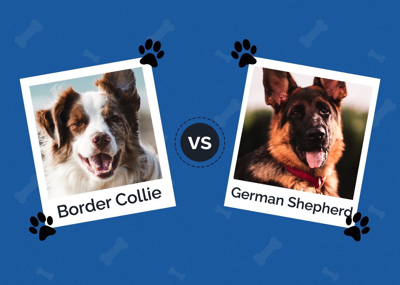 Border Collie vs German Shepherd: Which One Is Right for Me? (With Pictures)