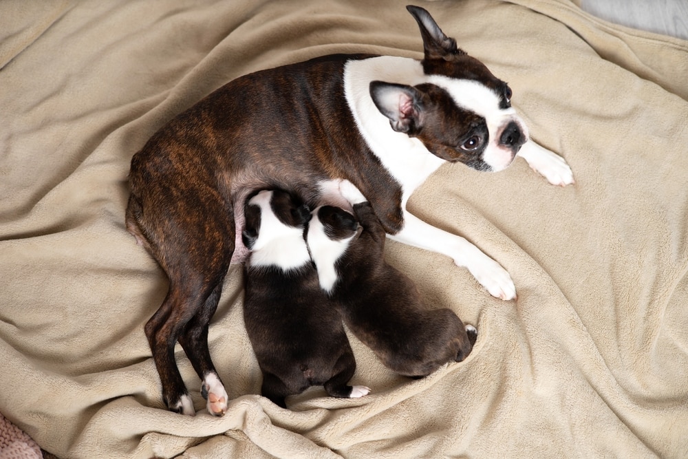 Boston Terrier Pregnancy: Vet-Approved Gestation Facts & FAQs