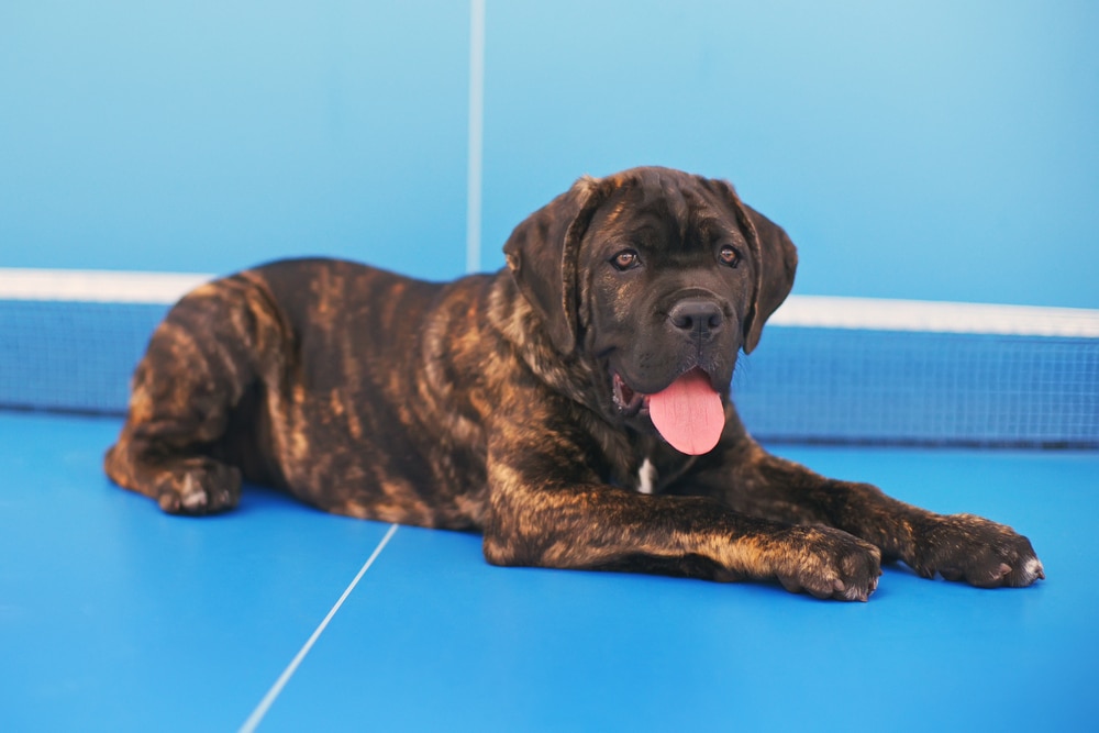 Are Cane Corsos Good Family Dogs? Temperament & Safety Tips