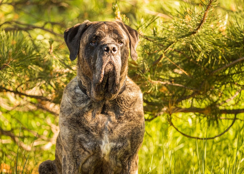 Are Mastiffs Smarter Than Most Dogs? Mental Stimulation Tips & Games
