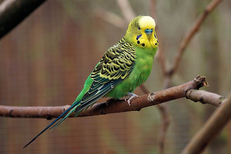 7 Small Pet Birds That You Can Easily Keep at Home!