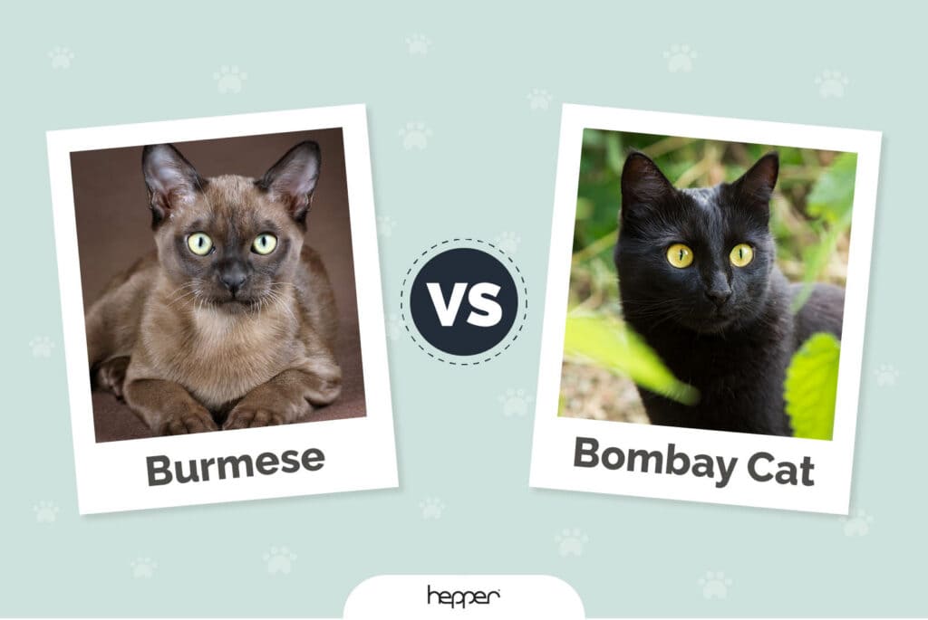 Burmese vs. Bombay Cat: The Main Differences (With Pictures)