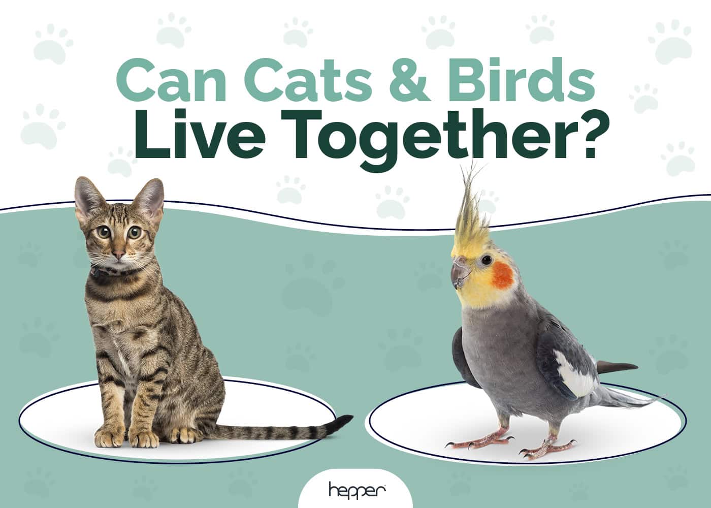 Can Cats & Birds Live Together Safely? Our Vet Explains