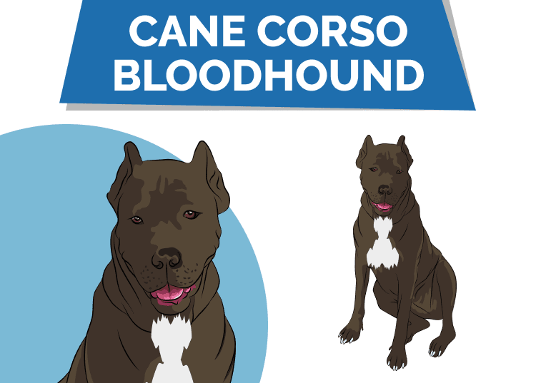 Cane Corso Bloodhound: Info, Pictures, Traits & Facts