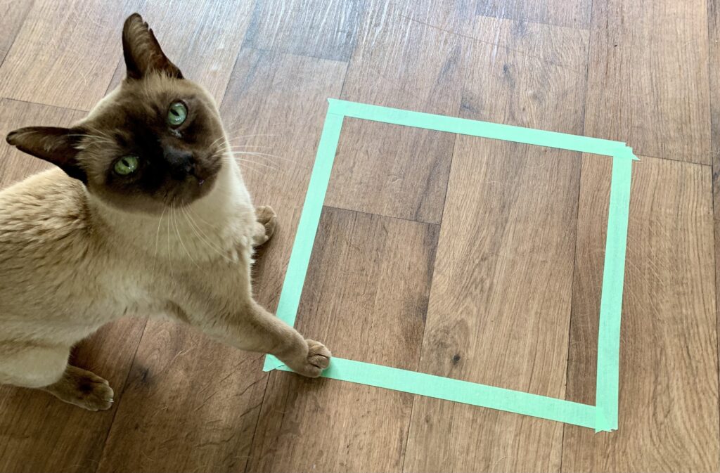 Why Do Cats Sit On Squares, Even Squares of Tape? 8 Vet-Reviewed Reasons