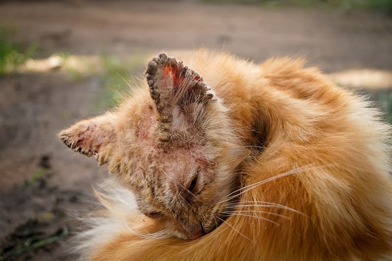 How Do Cats Get Mange? Vet Reviewed Signs, Causes & Treatment