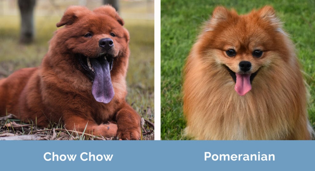 Chow Chow vs Pomeranian side by side