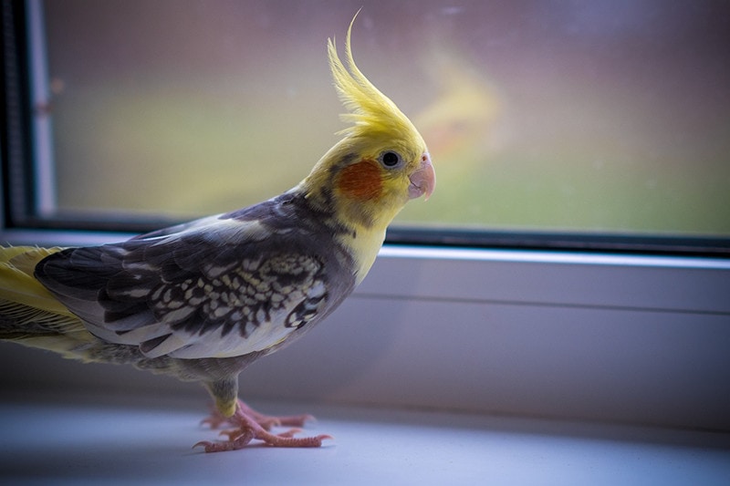 8 Quietest Pet Birds (With Pictures)