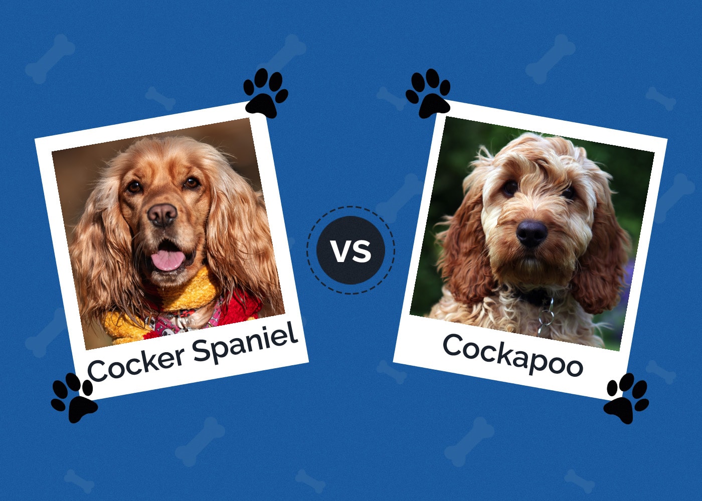 Cocker Spaniel vs Cockapoo: How Are They Different? (With Pictures)