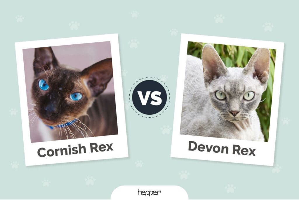 Cornish Rex vs. Devon Rex: What’s the Difference? (With Pictures)