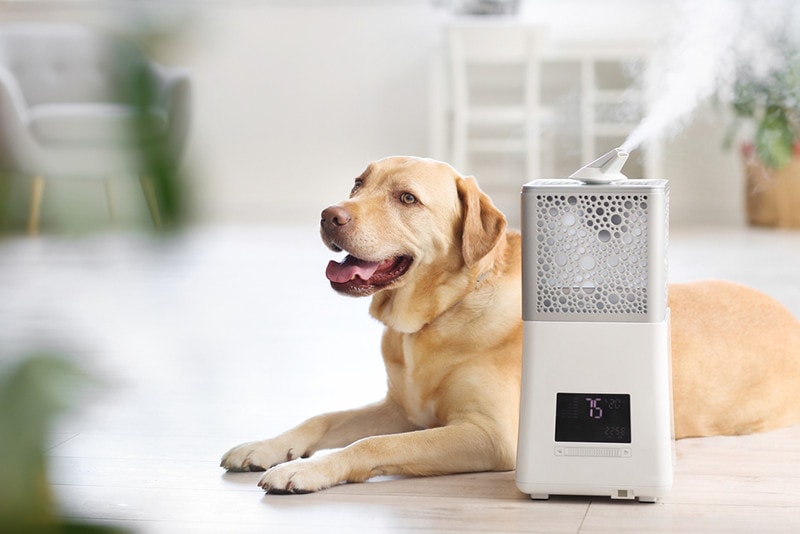 Is a Humidifier Safe for a Dog? Vet-Approved Facts & FAQ