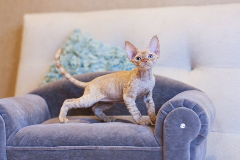 7 DIY Cat Couch Plans You Can Make Today (With Pictures)