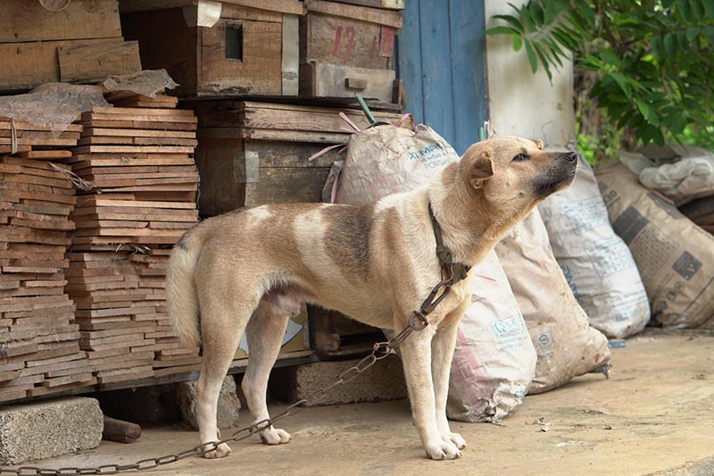 Can I Chain or Tether My Dog? 9 Vet Reviewed Reasons to Avoid the Practice
