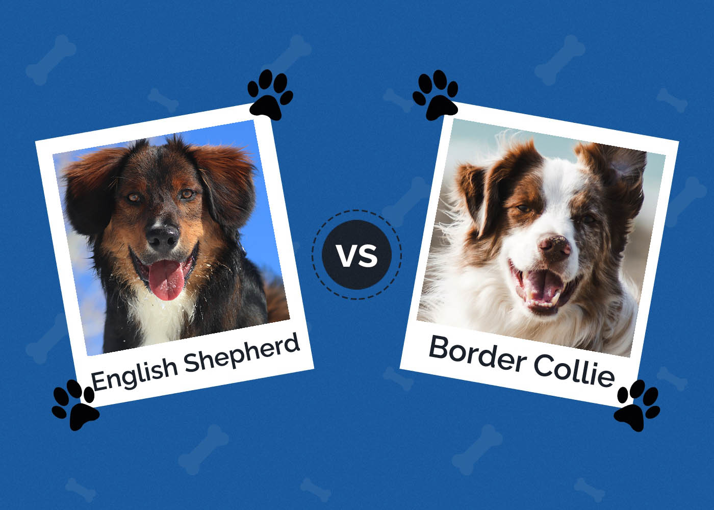 English Shepherd vs. Border Collie: The Main Differences (With Pictures)