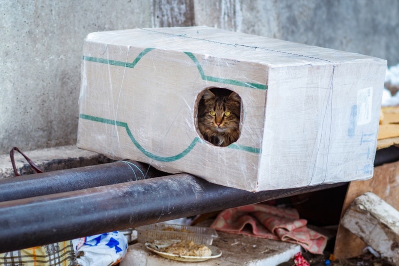 How to Get a Feral Cat to Use a Shelter: 10 Vet-Approved Ideas