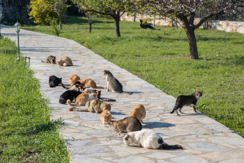 Are Cats Pack Animals? Feline Social Structure Explained