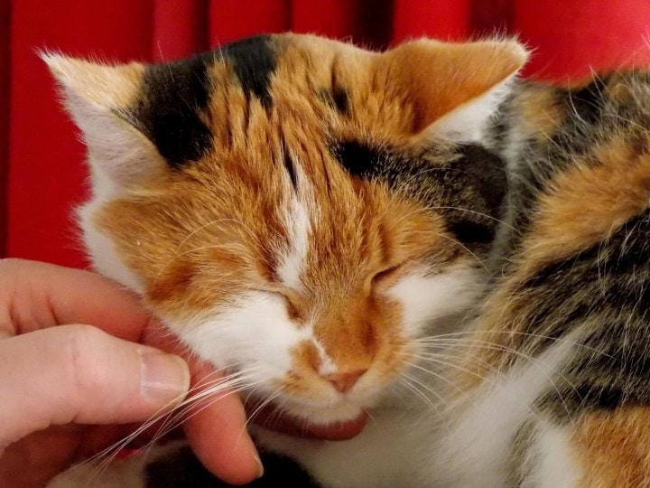 Do Cats Like Having Their Whiskers Rubbed? (Vet-Verified Petting Areas & FAQ)