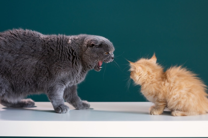 When Will My Cat Stop Hissing At My New Kitten? Vet Approved Facts & Tips