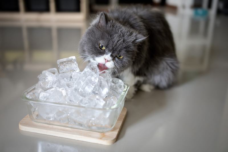 How Do Cats Cool Down? Vet-Reviewed Facts & Helpful Tips