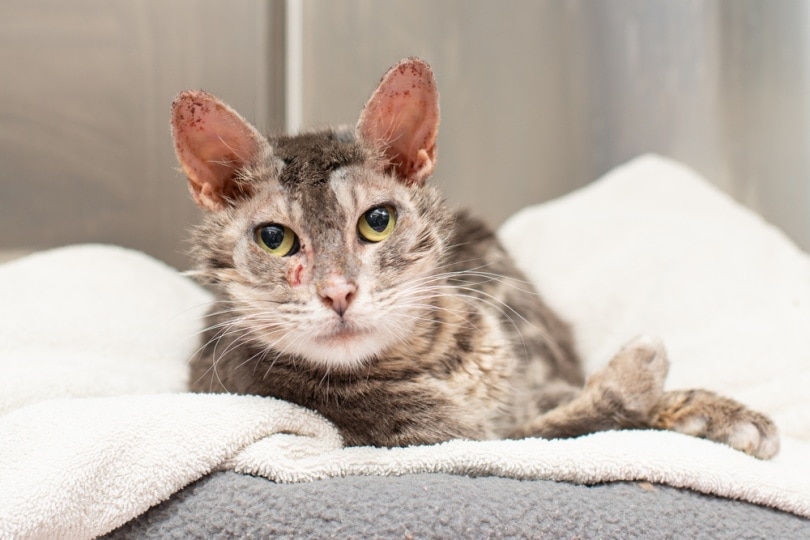How to Tell if a Cat Has Mange: Our Vet Explains (With Pictures)