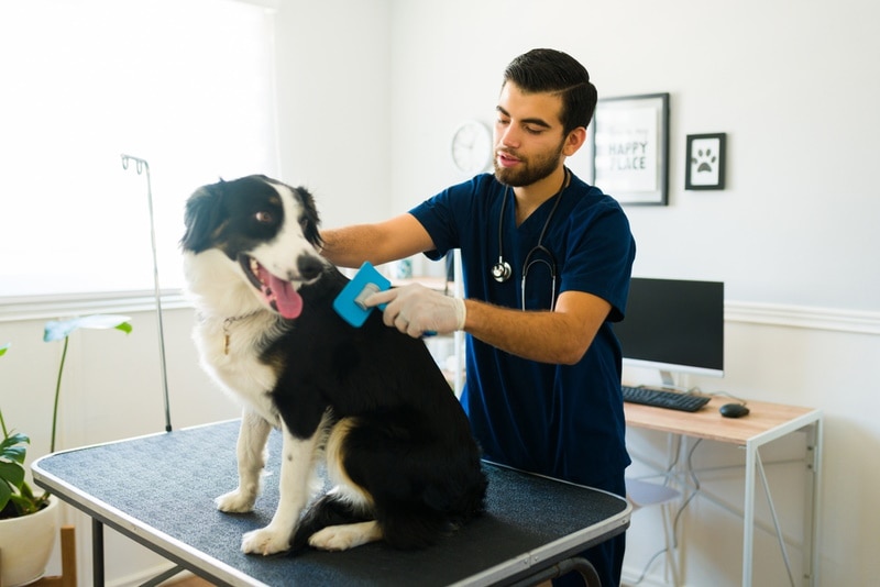How to Groom a Border Collie (8 Expert Tips)