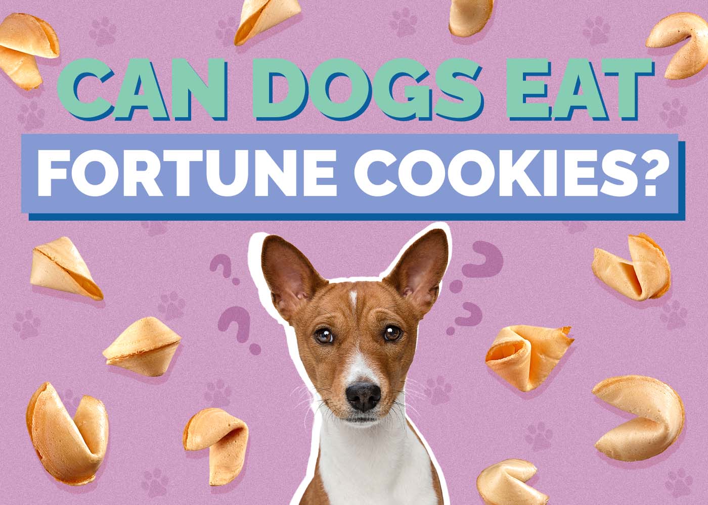 Can Dogs Eat Fortune Cookies? Vet Approved Advice