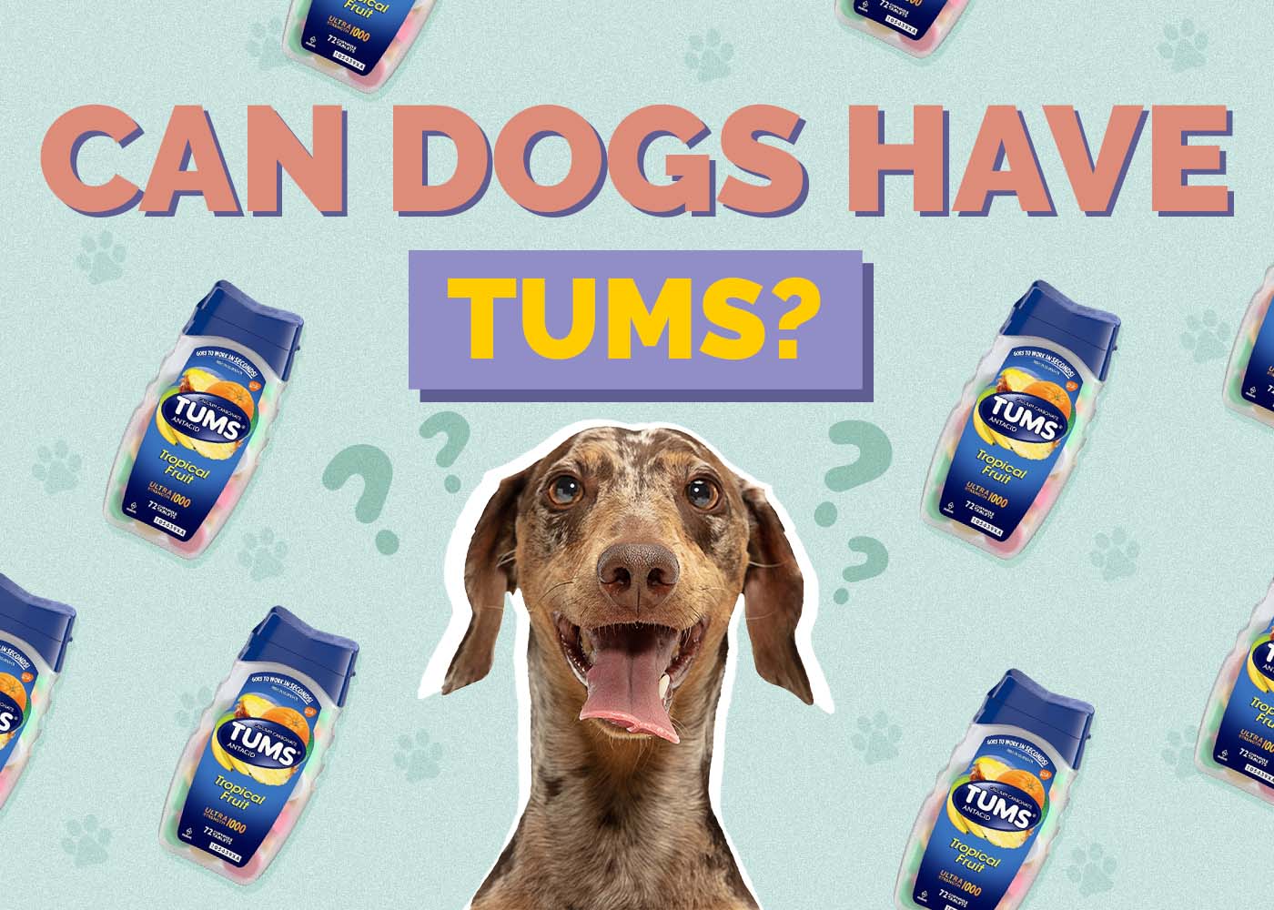 Can Dogs Have Tums? Vet Reviewed Facts & FAQs