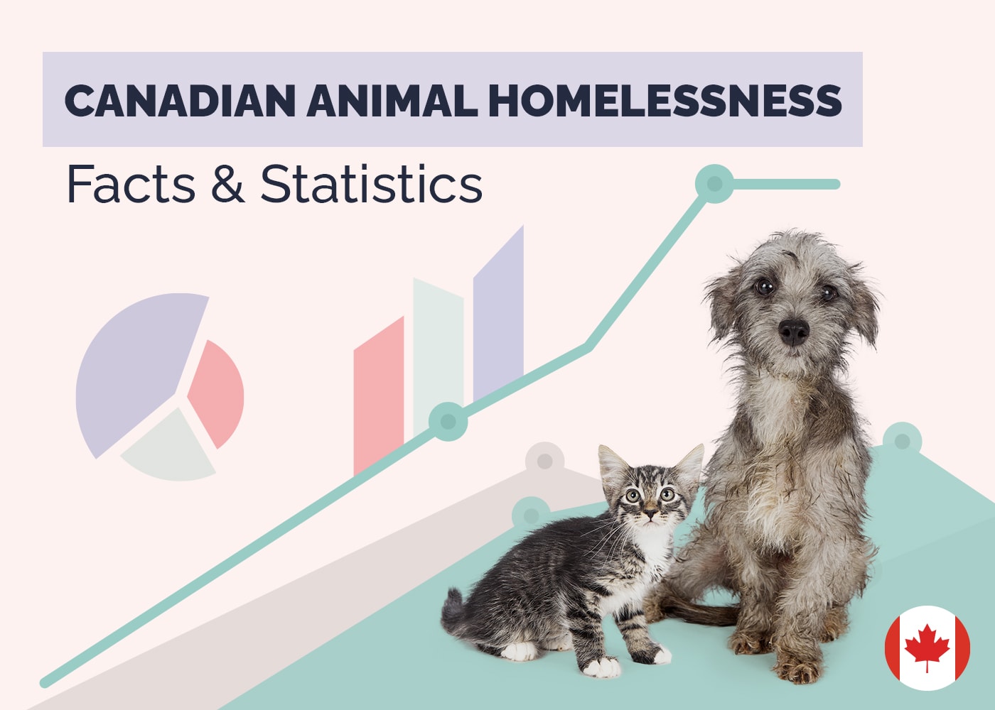 15 Shocking Canadian Animal Homelessness Statistics: 2026 Update