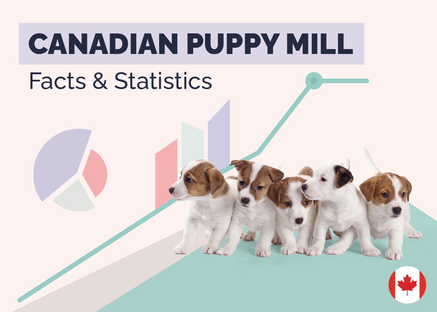 12 Shocking Canadian Puppy Mill Statistics & Facts: 2026 Update