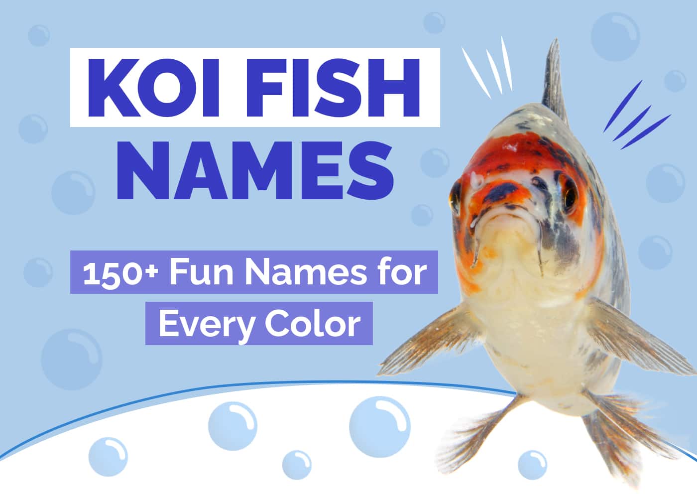 151 Fun Koi Fish Names for Every Color