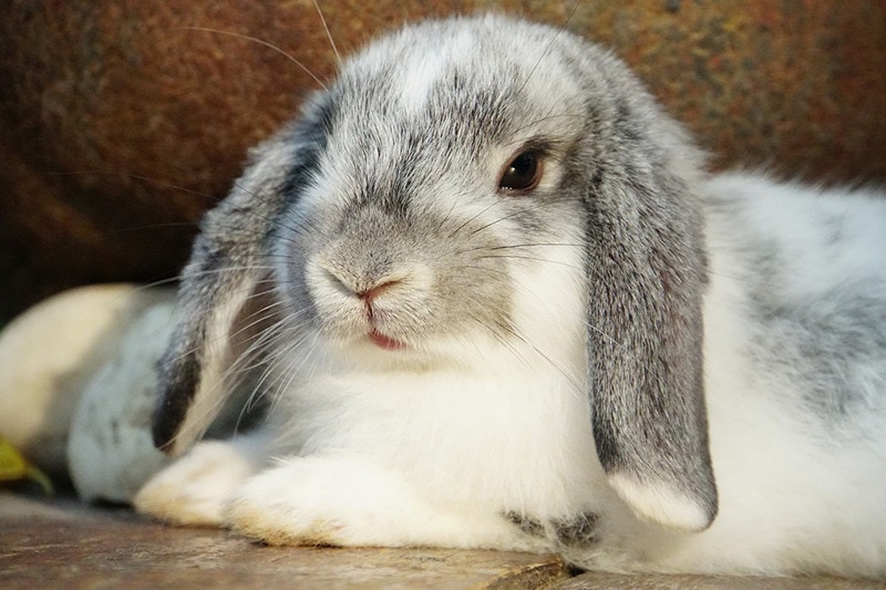 12 Types of Dwarf Rabbits (With Info & Pictures)