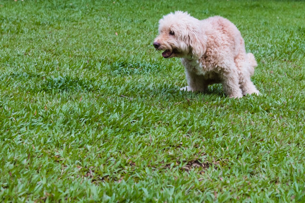 How To Potty Train A Labradoodle: 9 Expert Tips