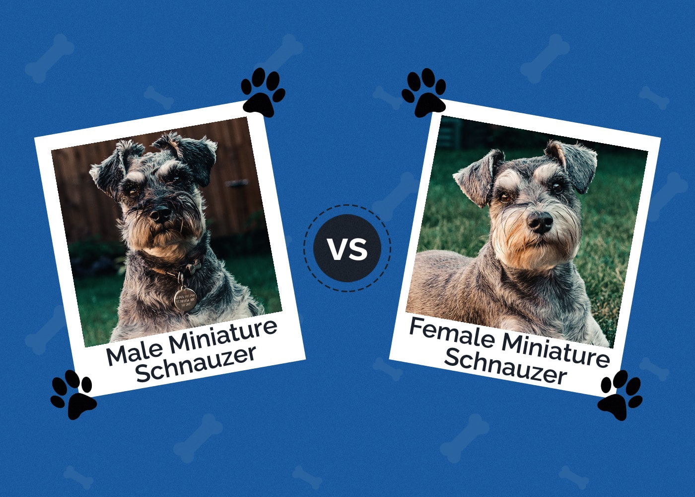 Male vs Female Miniature Schnauzer: Key Differences & Similarities (With Pictures)