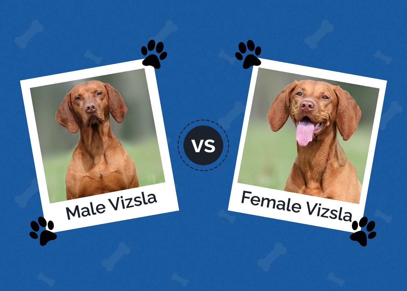 Vizsla Male vs Female: Key Differences (With Pictures)