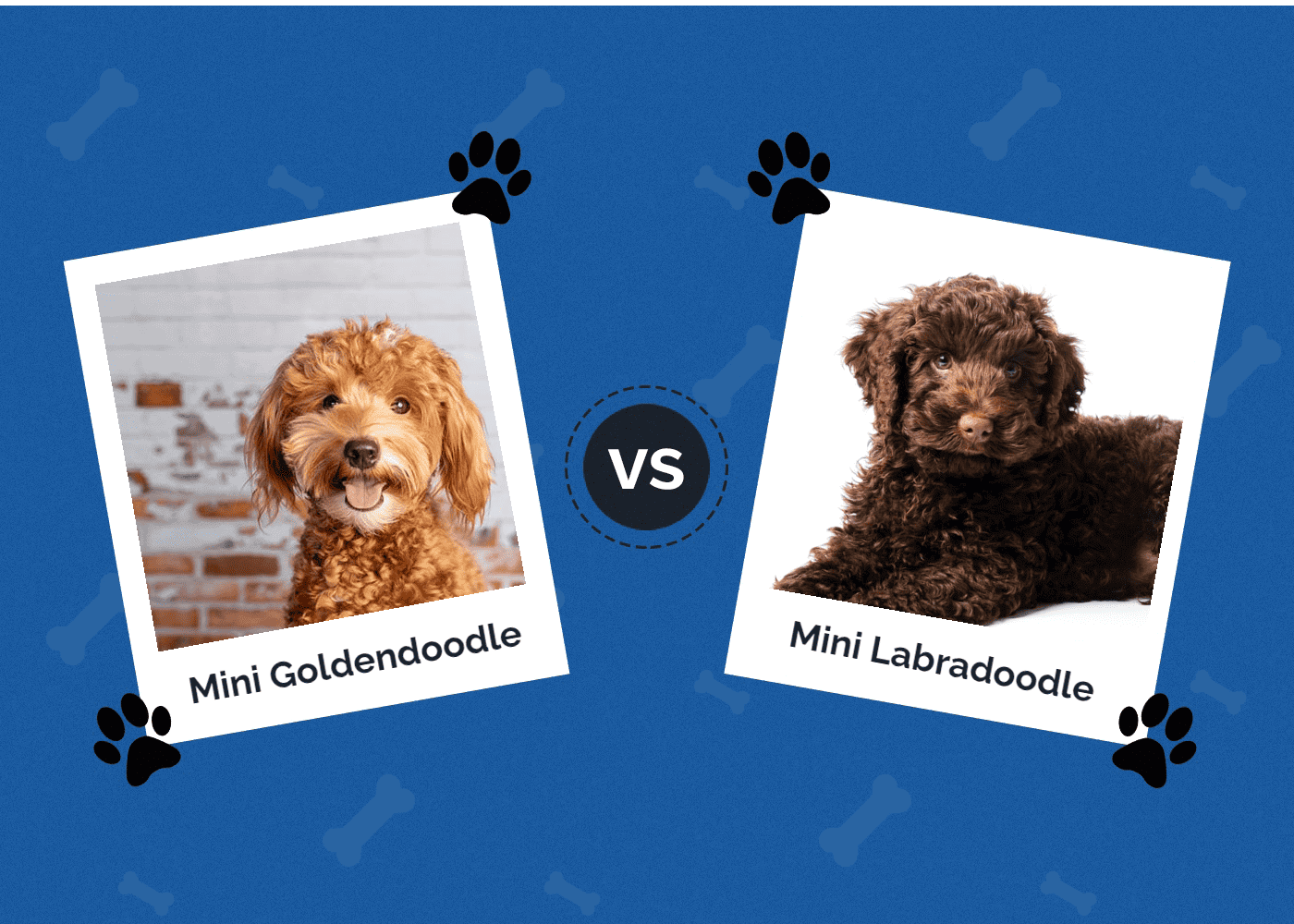 Mini Goldendoodle vs. Mini Labradoodle: The Differences (With Pictures)