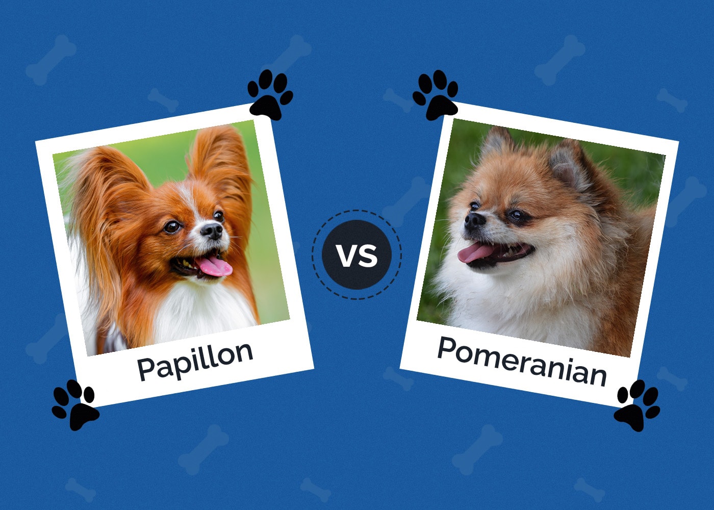 Papillon vs. Pomeranian: The Key Differences (With Pictures)