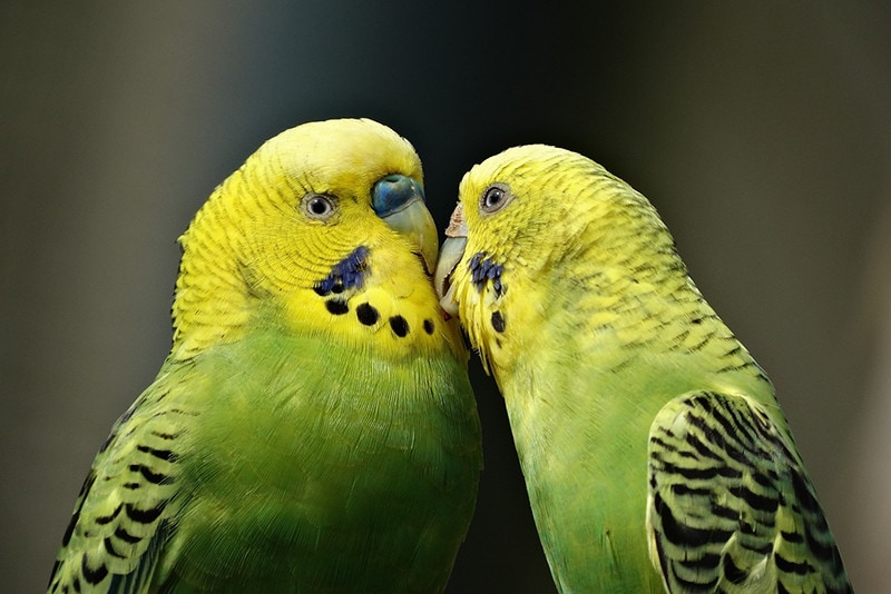 12 Cheapest Pet Birds: The Most Affordable Species (With Info & Pictures)