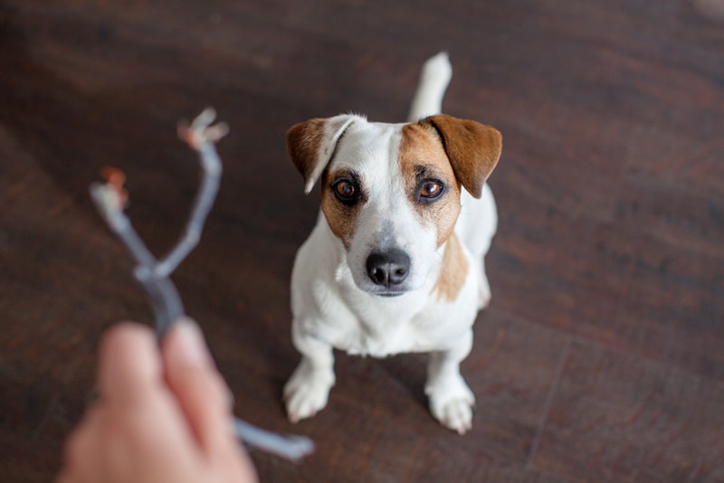 How to Stop a Dog from Chewing Everything When Home Alone: 15 Effective Tips