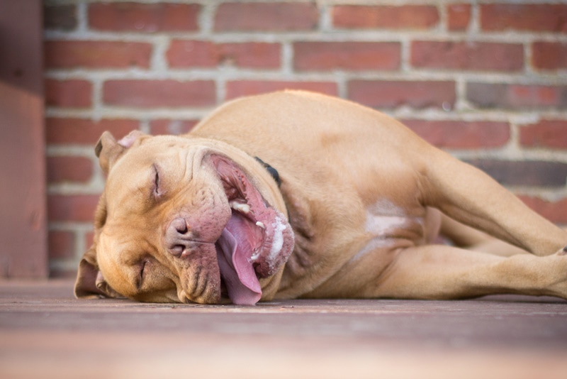 Why Do Pitbulls Snore So Much? 8 Vet Approved Reasons