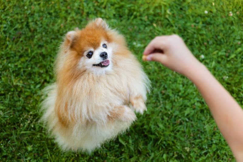 How to Train a Pomeranian: 10 Vet-Approved Tips