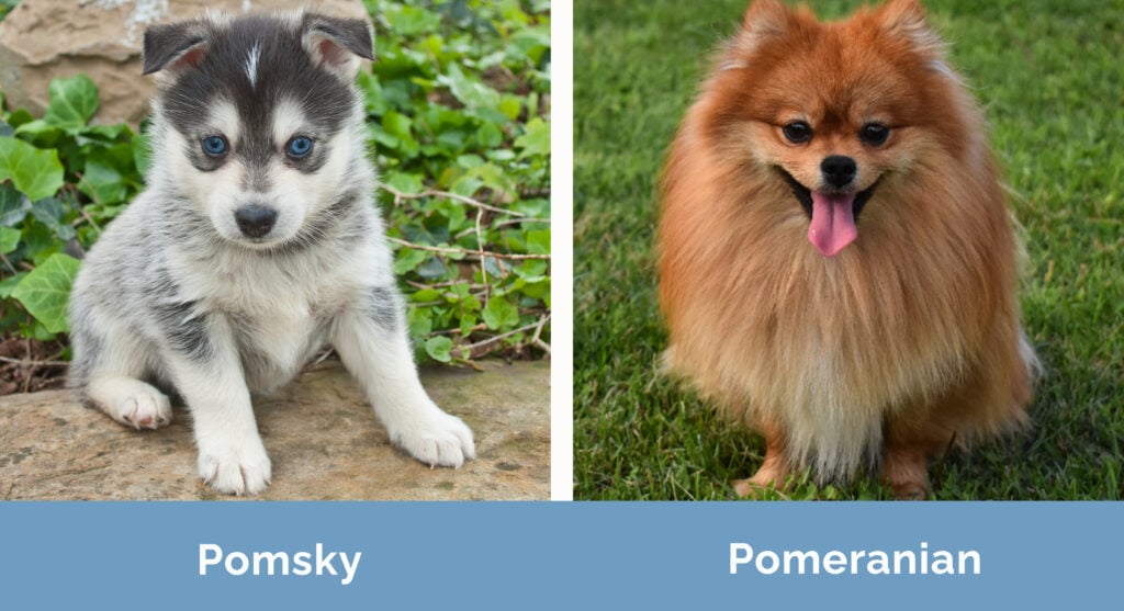 Pomsky vs Pomeranian side by side