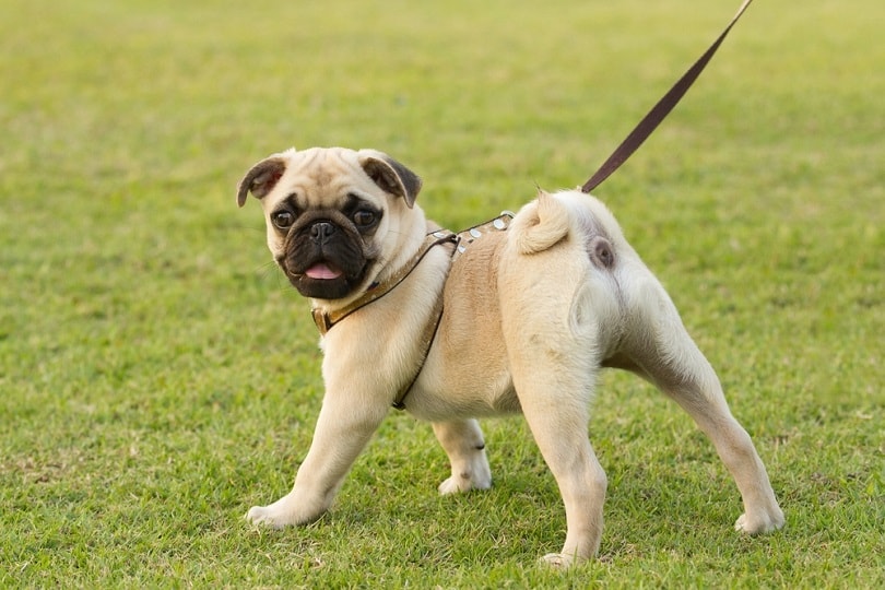 How to Train a Pug: 7 Expert Breed Related Tips and FAQs
